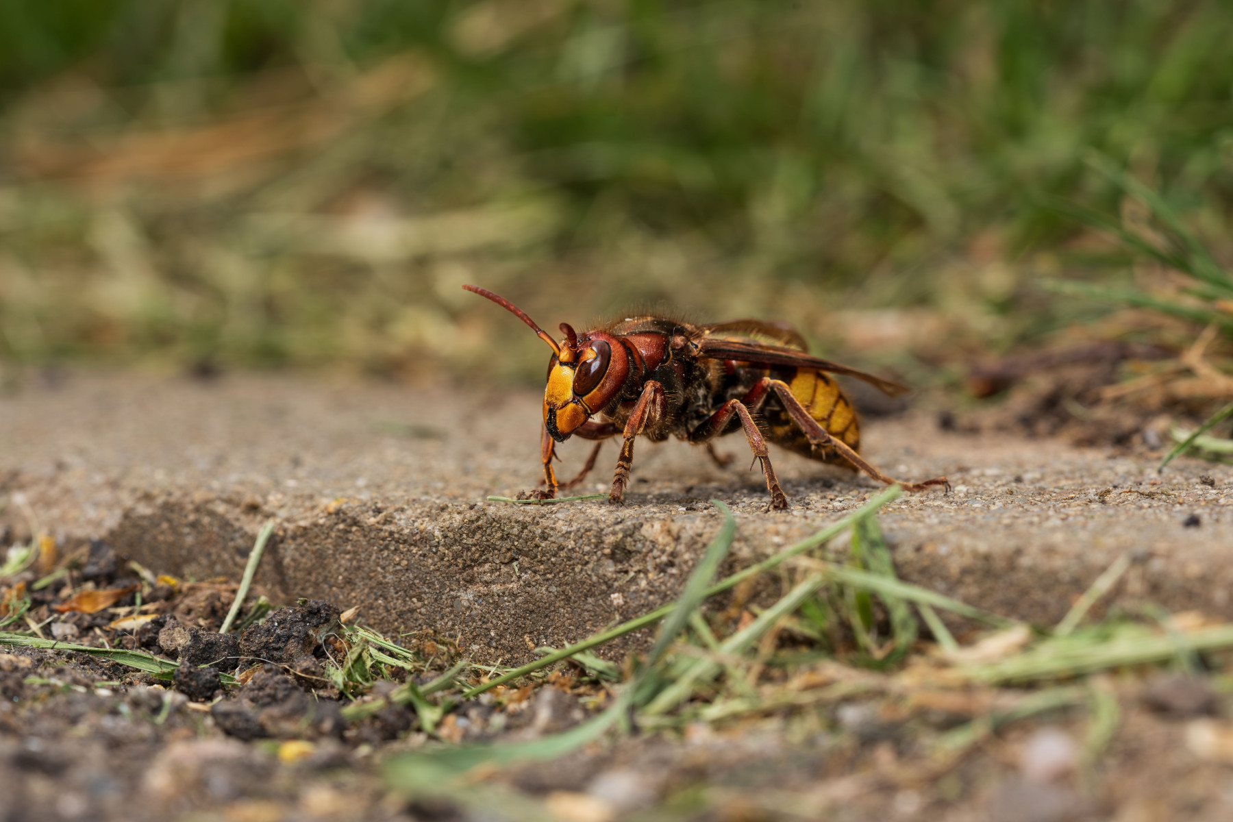 Imkers waarschuwen voor Aziatische hoornaar