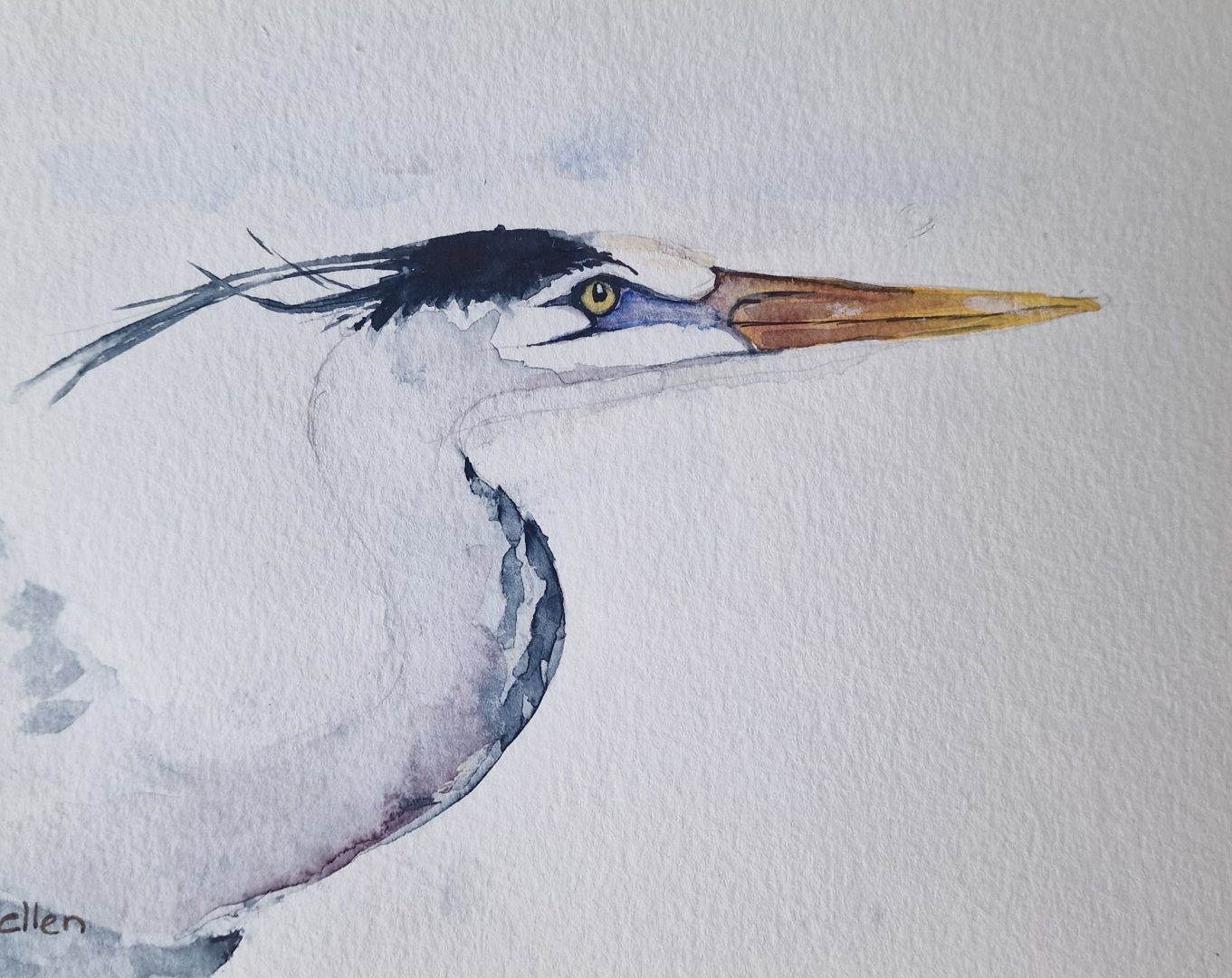 De ‘lelijke’ blauwe reiger als inspiratiebron: Ellen Breider schildert vogels uit de Krimpenerwaard