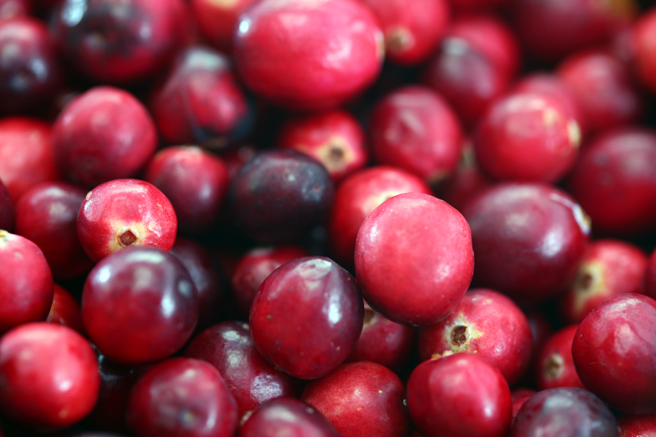 Cranberryoogst in Gouderak in zicht: vrijwilligers weer welkom op het veld